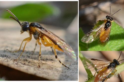 Athalia sp.